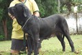 Matriz - Fila Brasileiro Preto - Canil Singular - Camila Pitanga